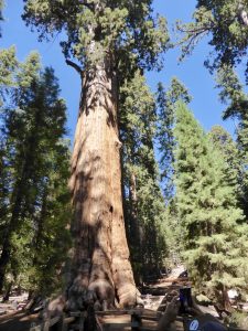 General Sherman Tree: 11 m Durchmesser, 31 m Umfang!!